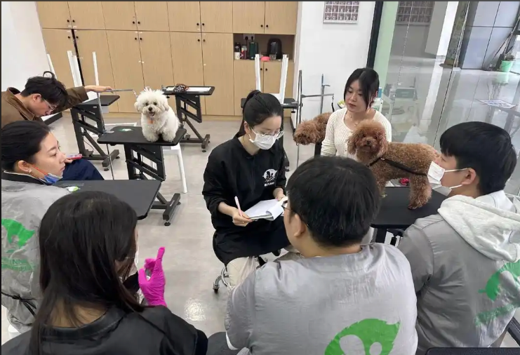 南长区宠物美容学习宠物美容培训学校 - 厂家